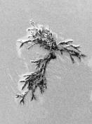 blaaswier (fucus vesiculosus) 9-2014 4087-